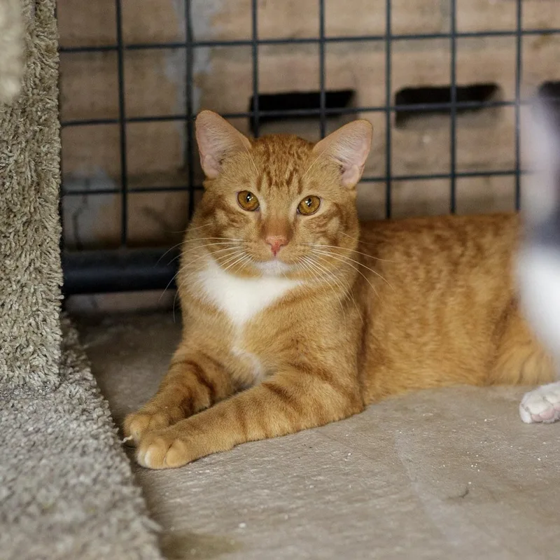 An adult medium-sized male Orange & White Domestic Short Hair cat named Paprika for adoption in Marana, AZ