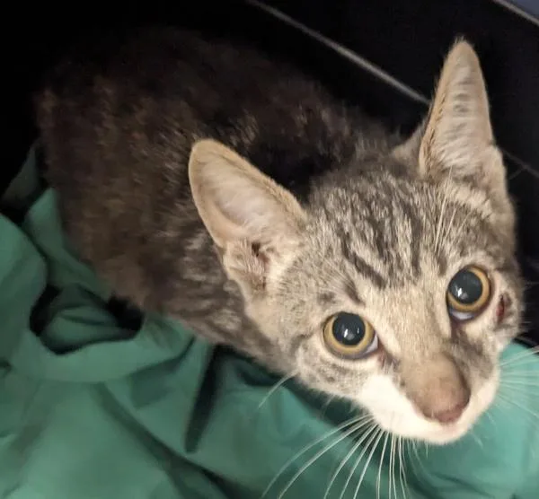 A baby small-sized male Domestic Short Hair cat named Stark for adoption in El Cajon, CA
