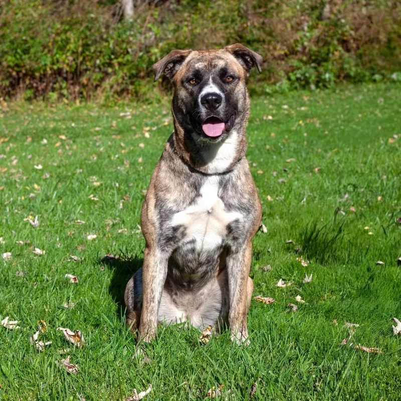 A young medium-sized female Boxer dog named Howlle Berry for adoption in Olean, NY
