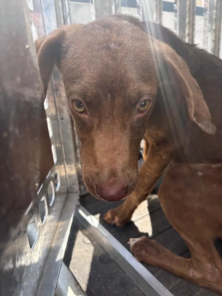 A baby medium-sized male Mixed Breed dog named Kj for adoption in Effingham, SC