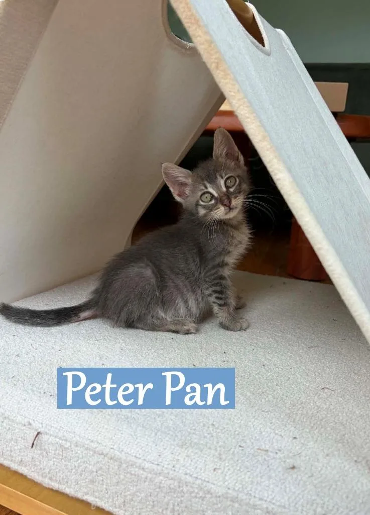 A baby medium-sized male Domestic Medium Hair cat named Peter Pan for adoption in Hoover , AL
