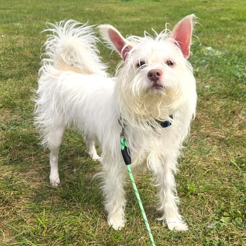 An adult small-sized male Terrier dog named Cloudy for adoption in Champaign, IL