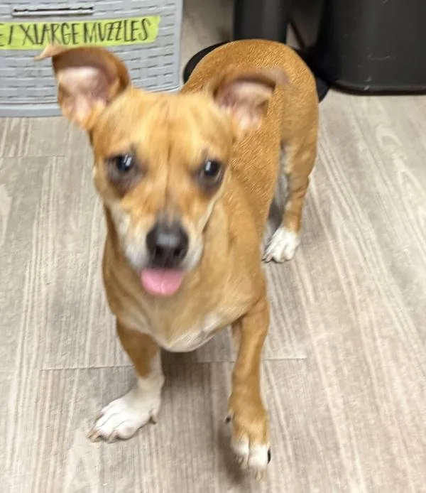 An adult small-sized female Chihuahua dog named Nana for adoption in Oceanside, CA
