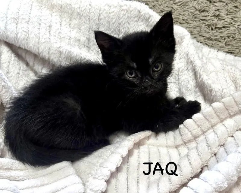 A baby small-sized male Black Domestic Short Hair cat named Jaq for adoption in Telford, PA