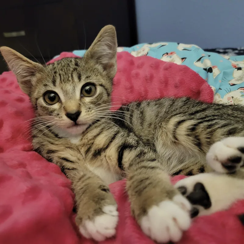 Bordeaux thumbnail 2