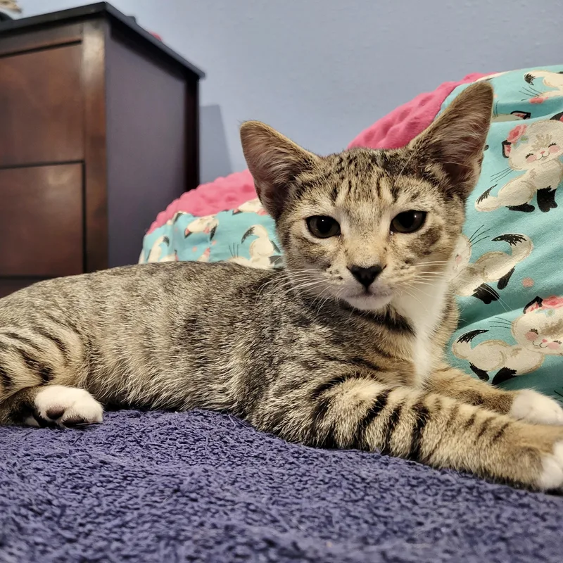 Bordeaux thumbnail 6