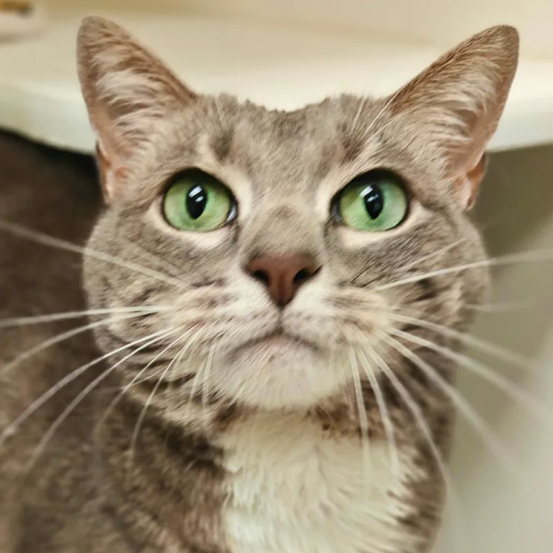 An adult large-sized female Domestic Short Hair cat named Sugar for adoption in Cumming, GA
