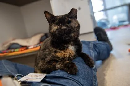 An adult small-sized female Domestic Short Hair cat named Shelly for adoption in Ringoes, NJ