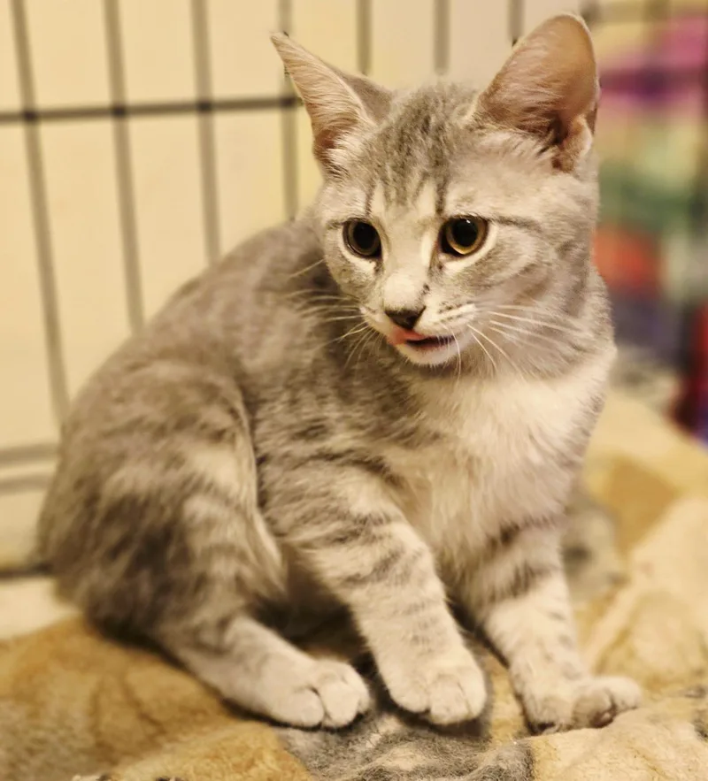 A young medium-sized female Tabby (Gray / Blue / Silver) Domestic Short Hair cat named Grille for adoption in Nottingham, MD