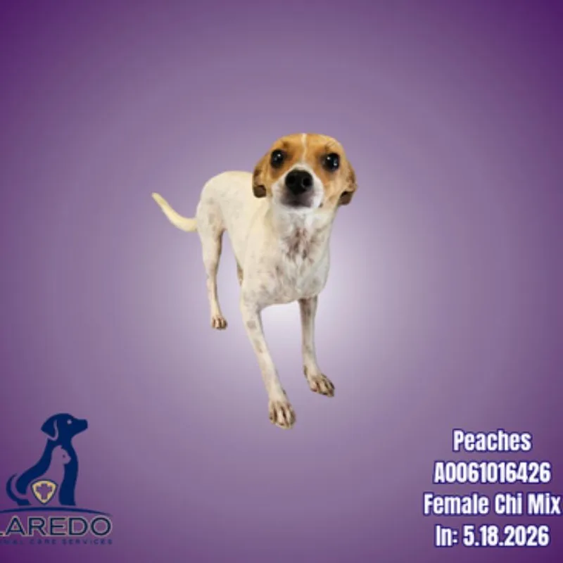 An adult small-sized female Brown / Chocolate Chihuahua dog named Jill for adoption in Chicago, IL