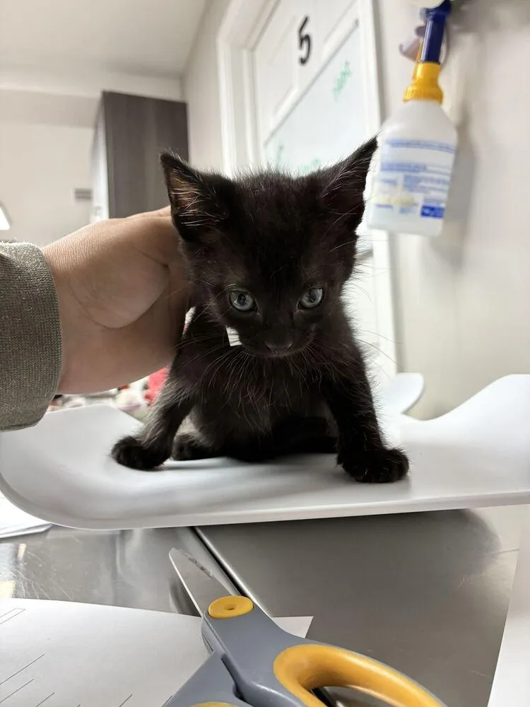 A baby small-sized male Domestic Short Hair cat named Pancake for adoption in Marietta, GA