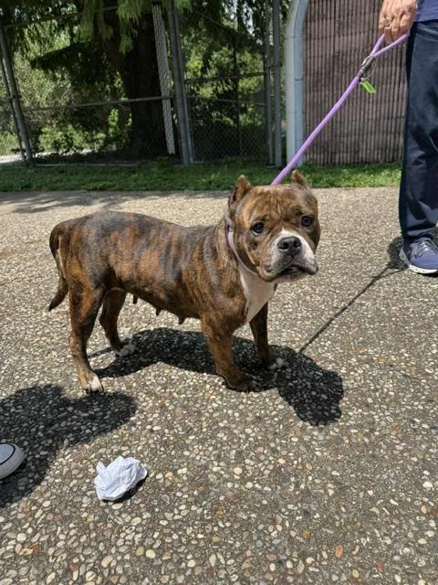 An adult medium-sized female Staffordshire Bull Terrier dog named Tara for adoption in Houston, TX