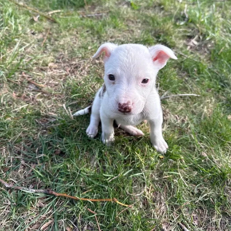Maine Coon thumbnail 3