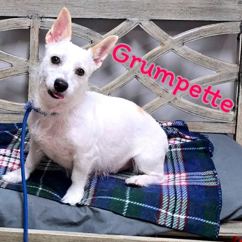 An adult small-sized female White / Cream Mixed Breed dog named Grumpette for adoption in Joliet, IL