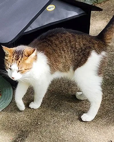 An adult medium-sized male Tabby (Leopard / Spotted) Domestic Short Hair cat named Oliver for adoption in Lake Wylie, SC
