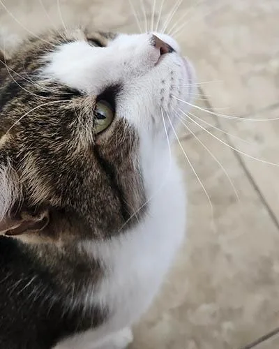 Oliver thumbnail 2