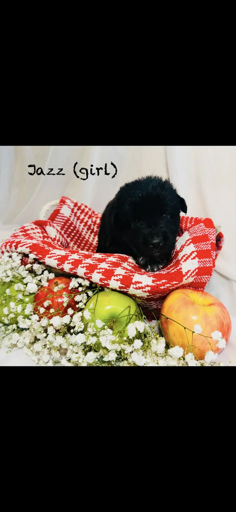 A baby large-sized female Anatolian Shepherd dog named Jazz Htx for adoption in Quinlan, TX