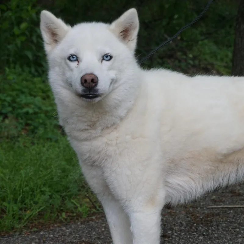 A senior medium-sized female Husky dog named Pearly Sue for adoption in Monroeville, AL