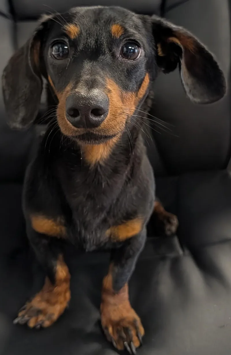 A young small-sized male Black Dachshund dog named Diesel in NY for adoption in Shelbyville, TN