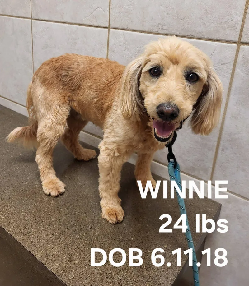 An adult small-sized female Apricot / Beige Goldendoodle dog named Winnie for adoption in Salisbury, NC