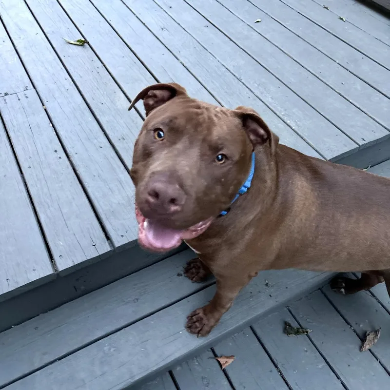 A young large-sized male Brown / Chocolate Pit Bull Terrier dog named Chopper for adoption in Southport, CT