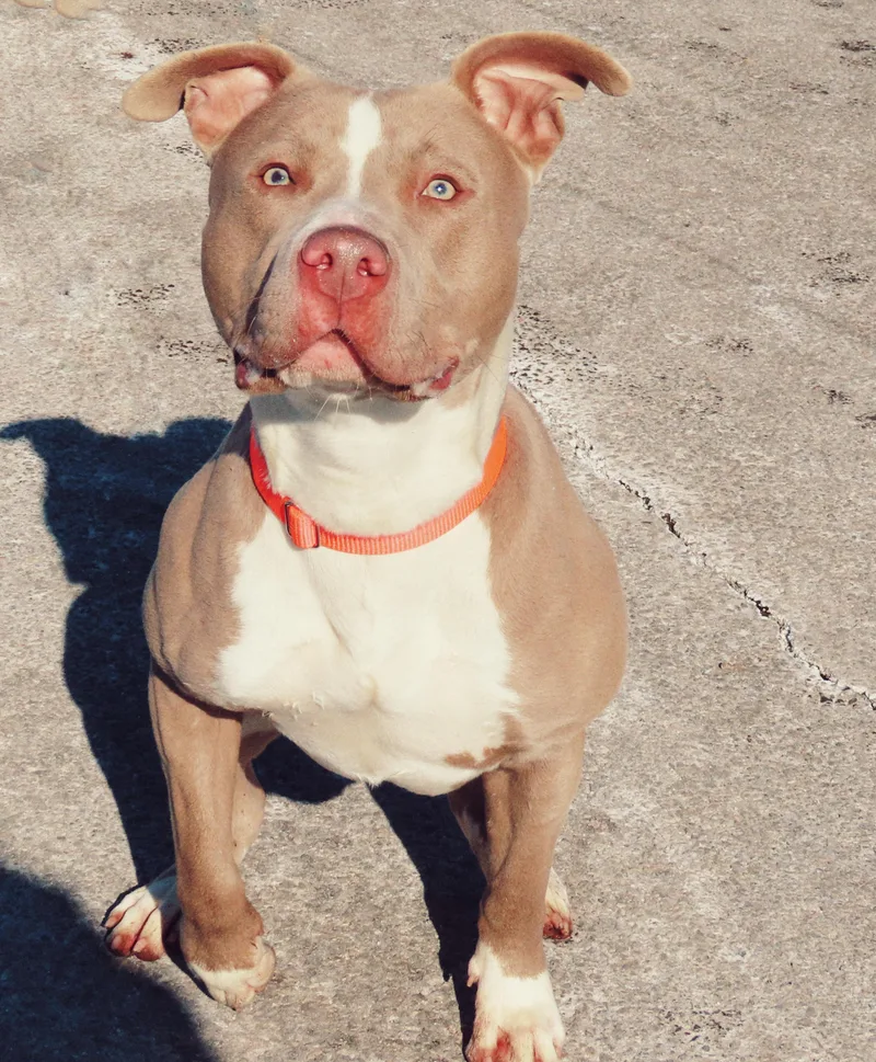 An adult medium-sized male Brown / Chocolate Pit Bull Terrier dog named Zeus for adoption in Amityville, NY