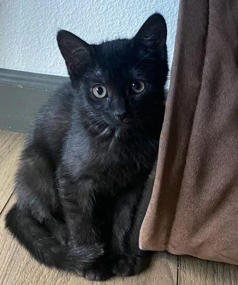 A baby medium-sized female Black Domestic Short Hair cat named Ebony for adoption in Fernley, NV