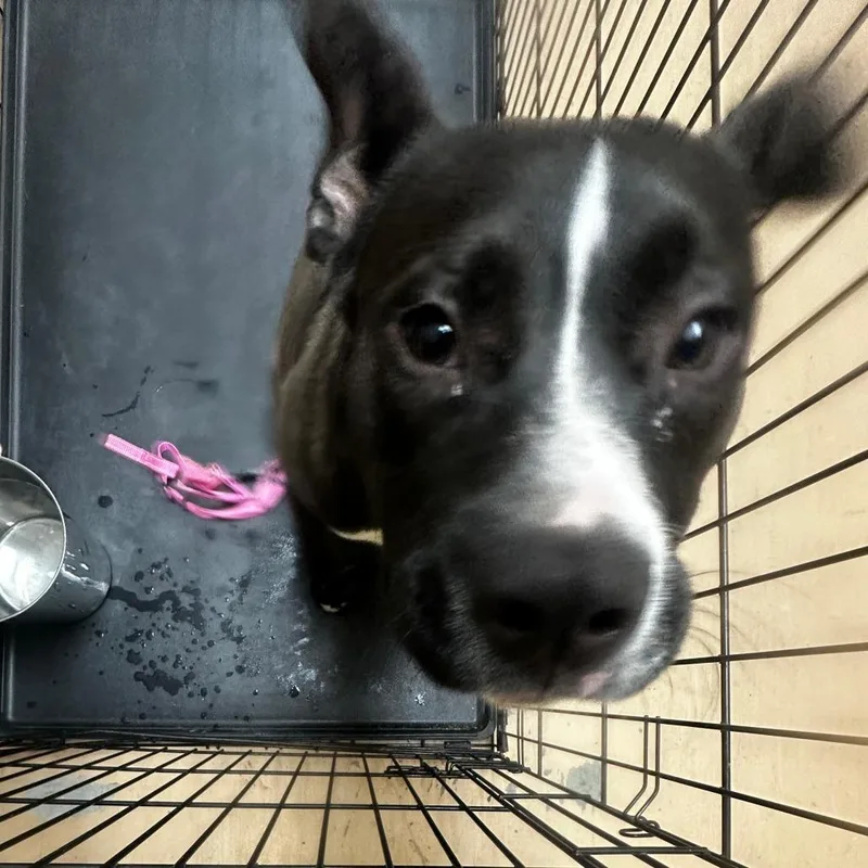 An adult medium-sized male Black Mixed Breed dog named Jethro for adoption in Gadsden, AL