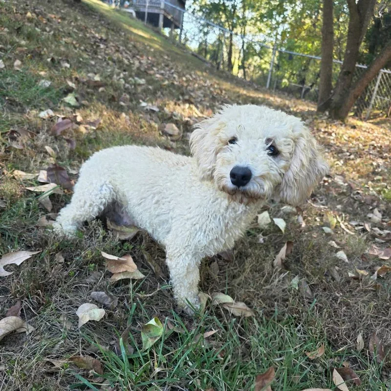 A young small-sized male White / Cream Miniature Poodle dog named Nutter Butter for adoption in Jackson, MO
