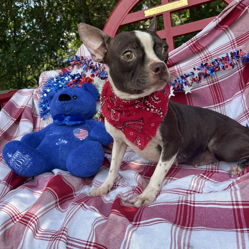 A young small-sized female Boston Terrier dog named Yorki for adoption in Sebring, FL
