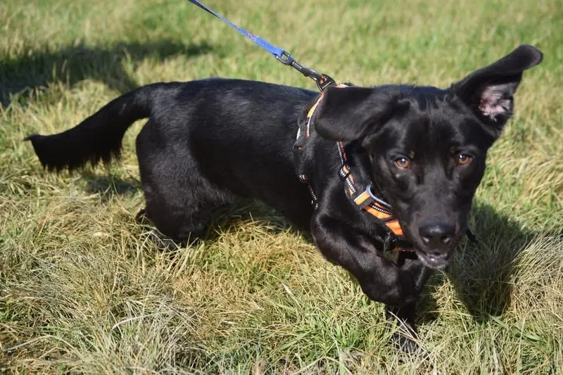 A young medium-sized male Black Basset Hound dog named Quill for adoption in Springfield, MO