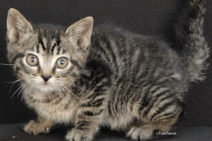 A baby medium-sized female Tabby (Tiger Striped) Tabby cat named Doodle Bug for adoption in Newland, NC