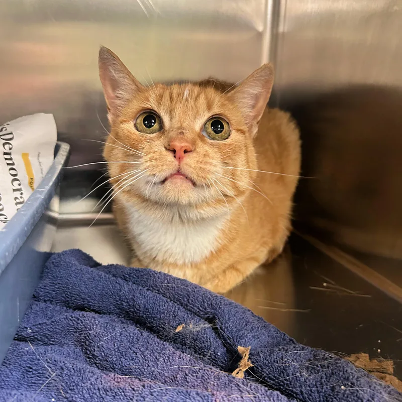 An adult medium-sized female Tabby (Orange / Red) Domestic Short Hair cat named Paprika for adoption in Lindon, UT