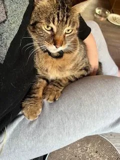 An adult large-sized male Domestic Short Hair cat named Chip for adoption in Los Angeles, CA
