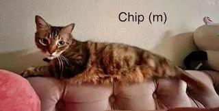 Chip thumbnail 4