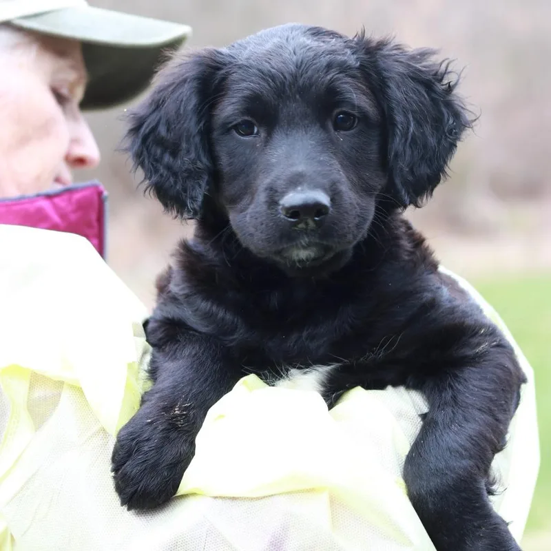 A baby medium-sized female Black Border Collie dog named Ct Hot Topic for adoption in Eastford, CT
