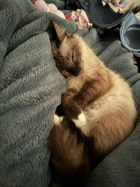 A young medium-sized female Chocolate Point Balinese cat named Marilyn Monroe for adoption in Saucier, MS
