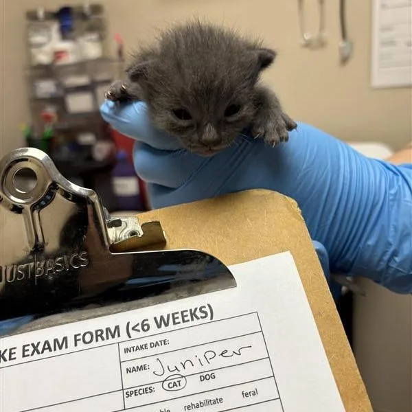 A baby small-sized male Gray / Blue / Silver Domestic Short Hair cat named Juniper for adoption in Tempe, AZ