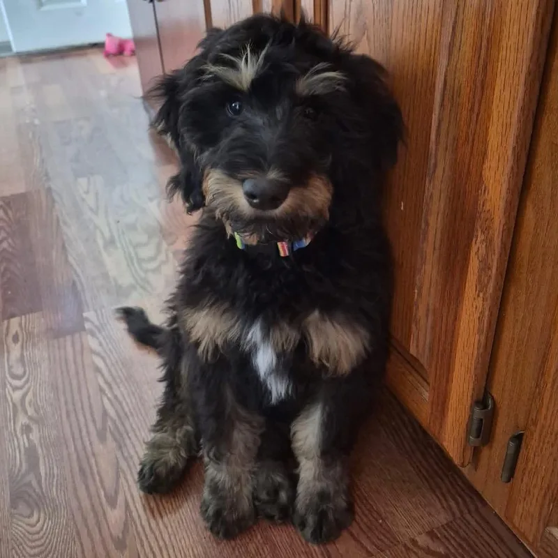 A baby medium-sized male Goldendoodle dog named Benson for adoption in Columbus, OH