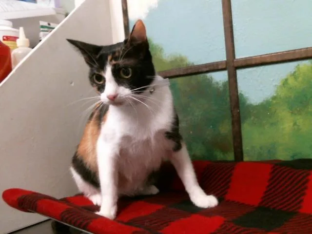 A young medium-sized female Domestic Short Hair cat named Tillie for adoption in Houston, TX