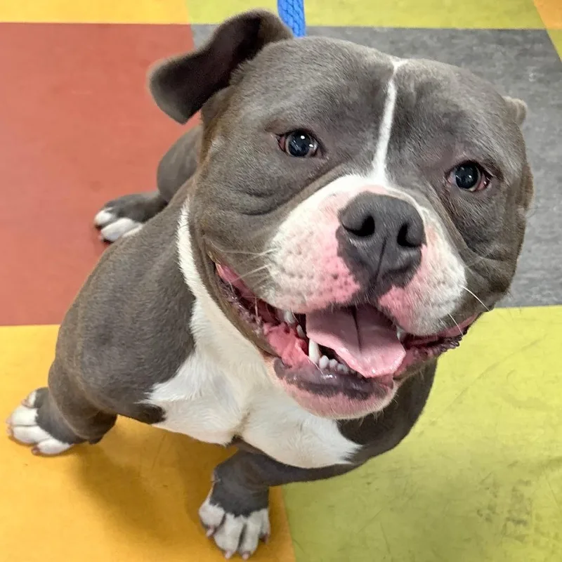 An adult medium-sized male Gray / Blue / Silver Mixed Breed dog named Pauly Pocket for adoption in Philadelphia, PA