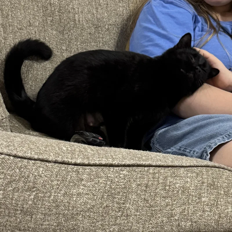 Meow Meow thumbnail 2