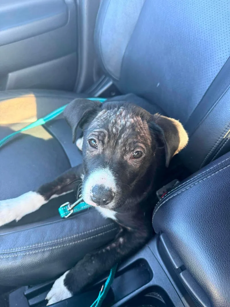 A baby medium-sized male Black Hound dog named Murphy for adoption in Saratoga Springs, NY