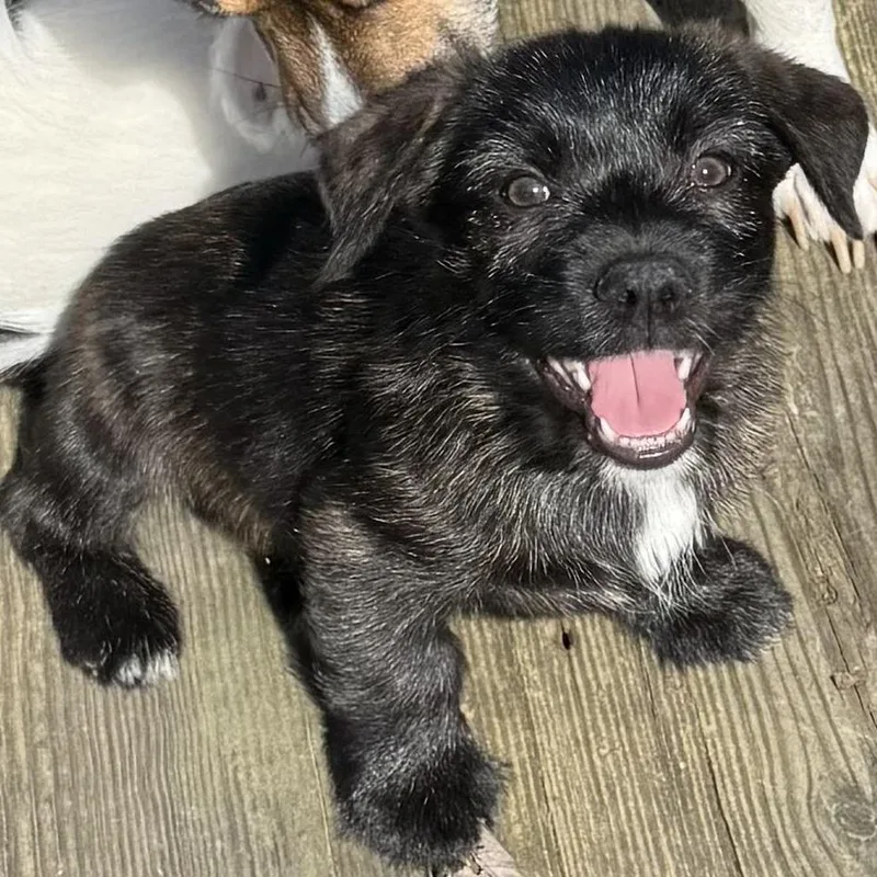 Truffle Honey thumbnail 2