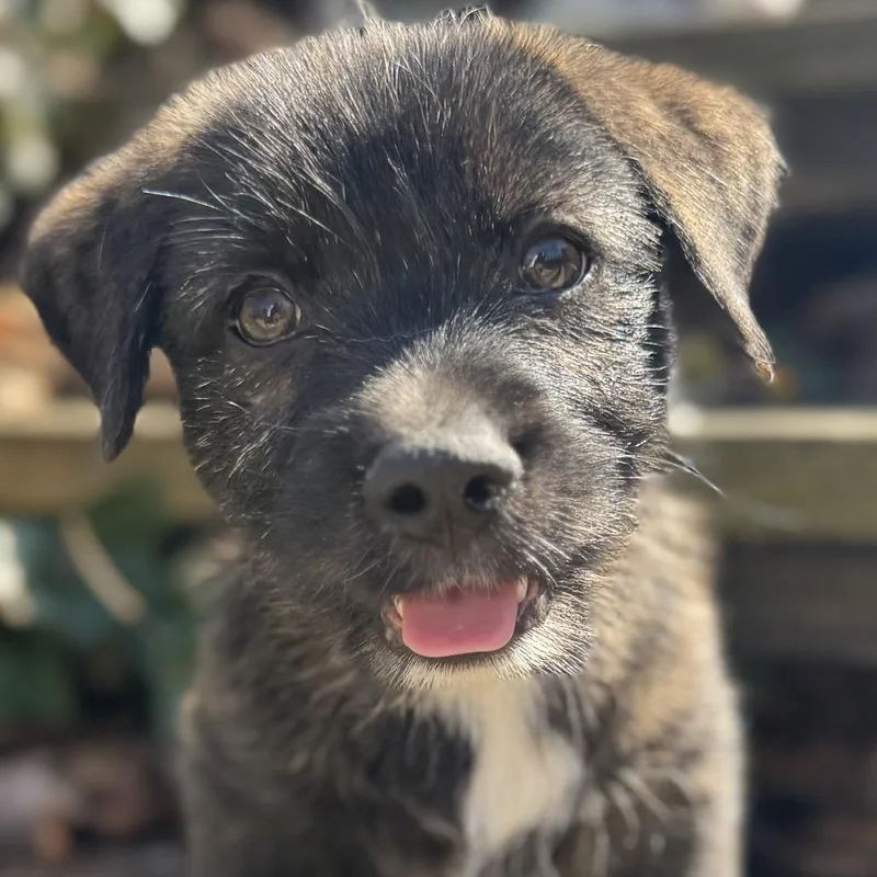 Truffle Honey thumbnail 4