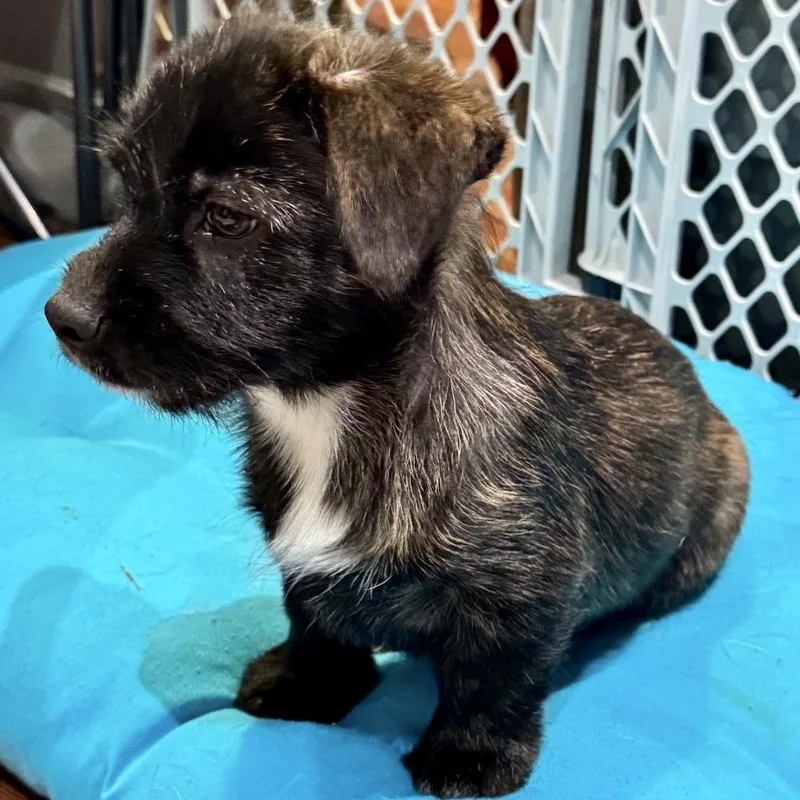 Truffle Honey thumbnail 5