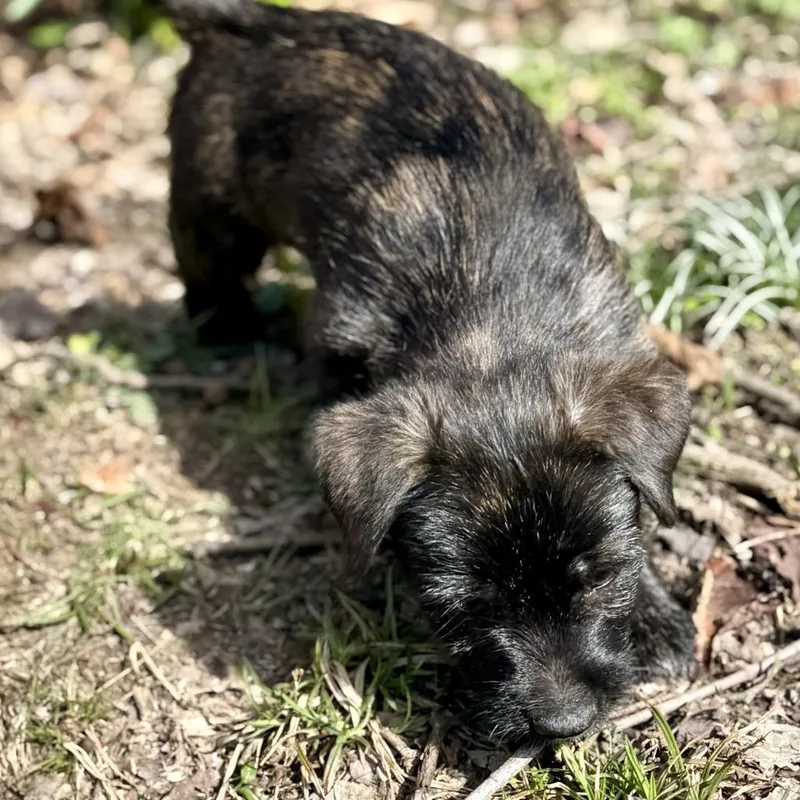 Truffle Honey thumbnail 6