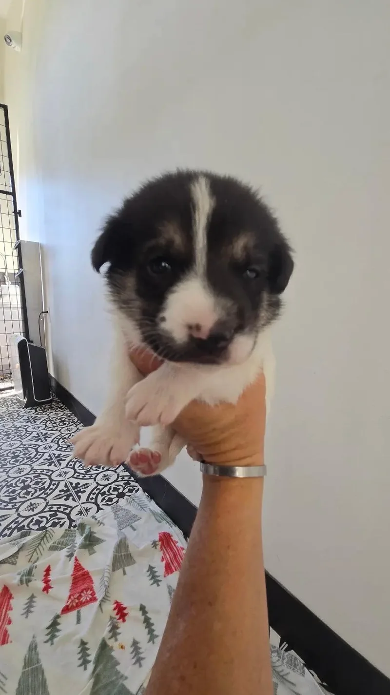 A baby medium-sized male German Shepherd Dog dog named Bambis Puppies for adoption in Amity, OR