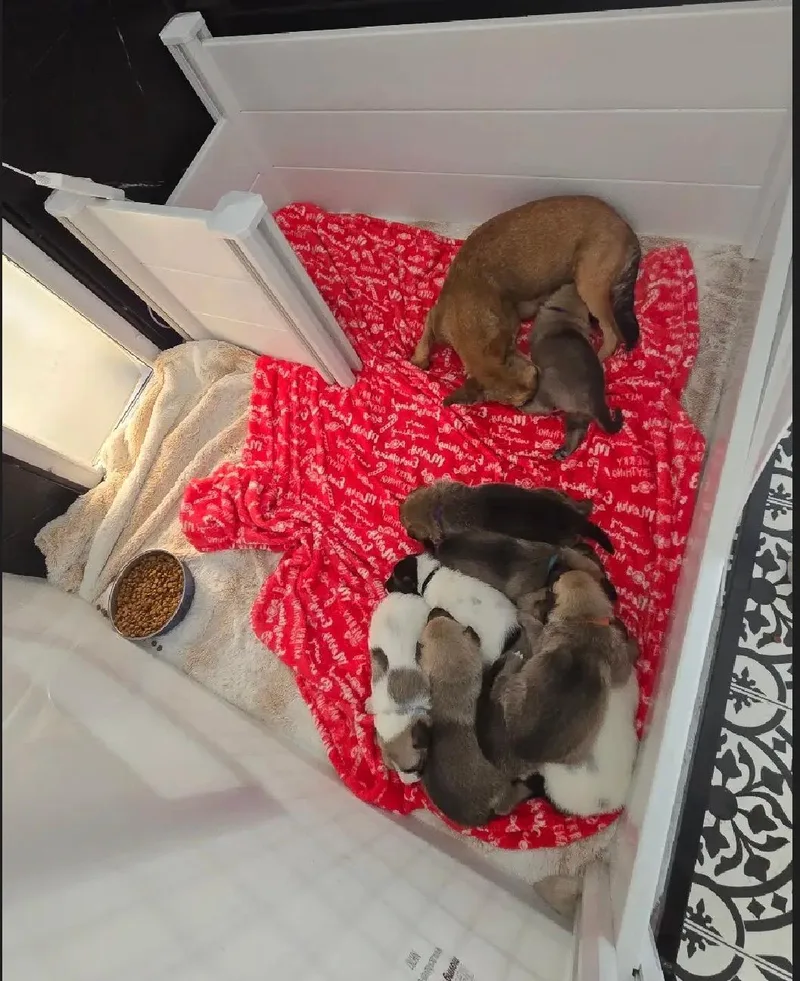 Bambis Puppies thumbnail 2