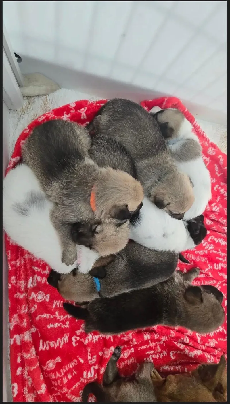 Bambis Puppies thumbnail 3